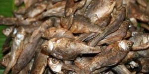 Rohu Katla Fish Seeds