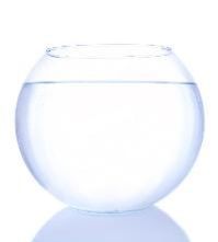 Fish Bowl