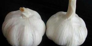 Fresh Garlic