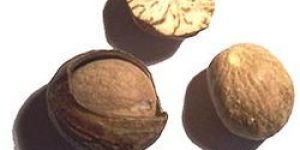 Nutmeg Spices