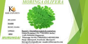 Moringa Oleifera