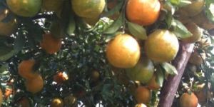 Orange from Manasa-Rampura, MP