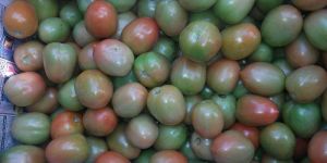 Green Tomato