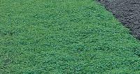 Green Manure