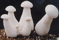 Milky Mushrooms