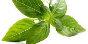 Basil Oil