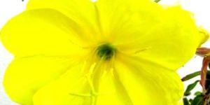 Evening Primrose Oil