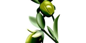 Jojoba Oil