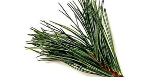 Pine Oil
