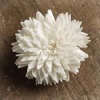 Sola Flower
