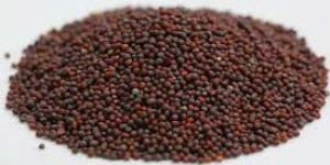 Mustard Seeds