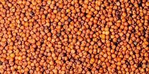 Ragi Seeds