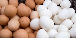 Chicken Eggs