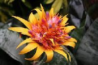 Exotic Flowers