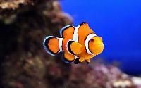 Clown Fish