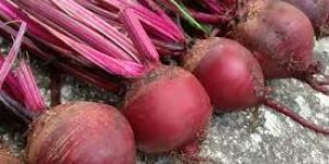 Beet Root Seed