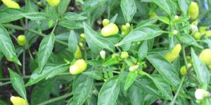 Hy Chili Seed