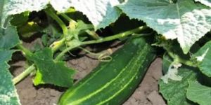 Hy Cucumber Seed
