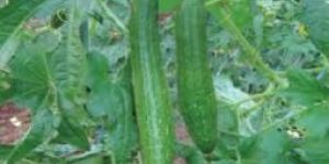 Sponge Gourd Seed