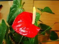 Anthurium