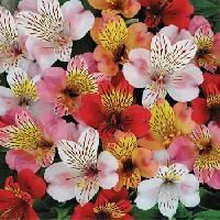 Exotic Fresh Flowers