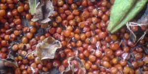 Gloriosa Superba Seeds