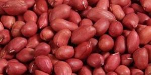 Groundnut Kernels