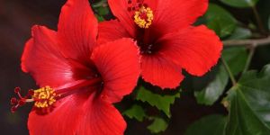 Hibiscus Rosa Sinensis Flower