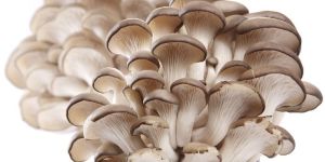 Oyster Mushroom