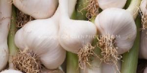 Garlic Dry Extract
