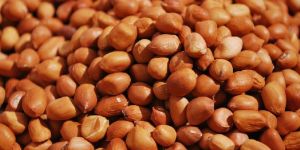 Groundnut Kernels