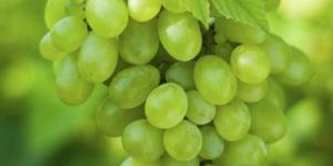 Fresh Green Grapes