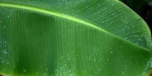 Fresh Banana Leaf