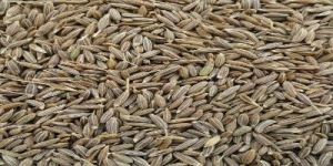 Cumin Seeds
