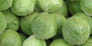 Cabbage