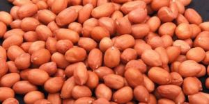 Groundnut