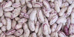 Light Speckled Kidney Bean
