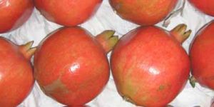 Pomegranate