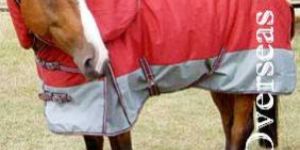 Horse Blanket