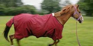 Horse Summer Rugs -AR - 2003061