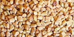 Fenugreek Seeds