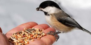 Bird Feed