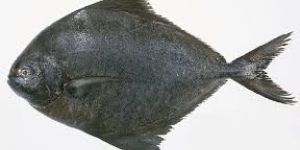 Fresh Black Pomfret Fish
