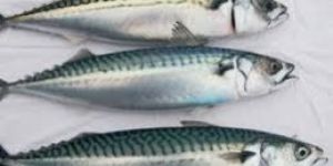 Fresh Mackerel Fish