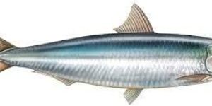 Fresh Sardine Fish