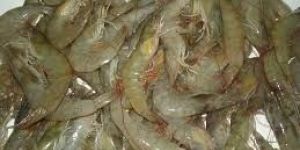 Fresh Vannamei Prawns