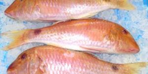 Frozen Seafood