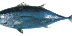 Yellow Fin Tuna