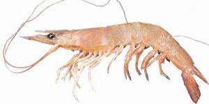 Aqua Feed Supplement