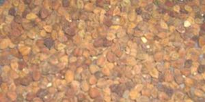 Chic Peas
